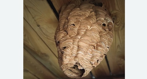 Обработка от шершней в Армянске