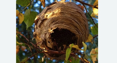 Уничтожение шершней в Армянске