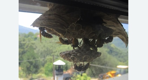 Уничтожение гнёзд шершней в Армянске