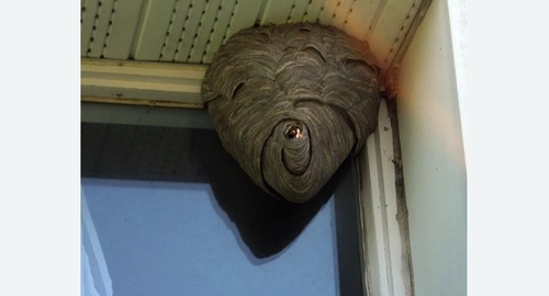 Уничтожение ос в Армянске