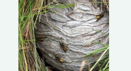 Уничтожение ос и ульев в Армянске