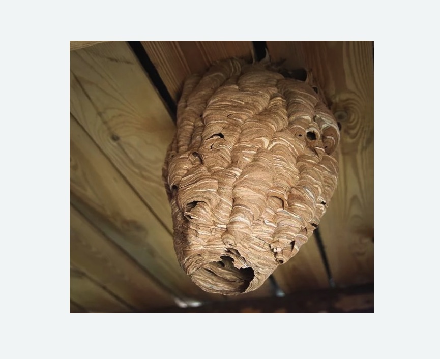 обработка от шершней в Армянске