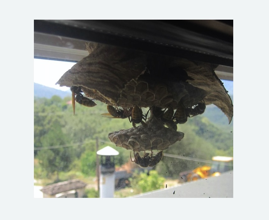 Уничтожение гнёзд шершней в Армянске