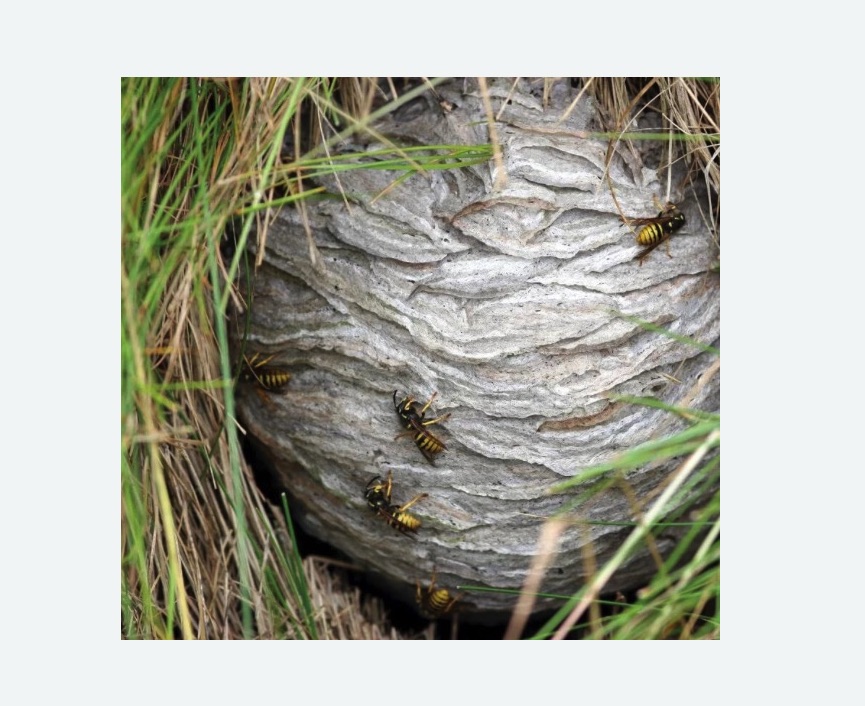 Уничтожение ос и ульев в Армянске